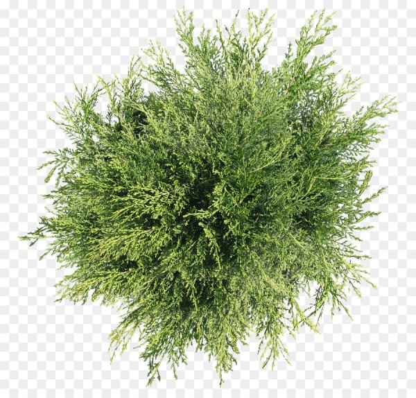 Можжевельник казацкий на белом фоне