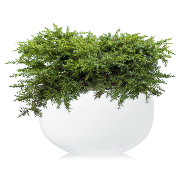 Можжевельник ампельный