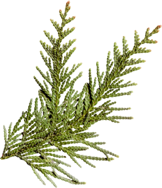 Кипарис Cupressus ветка