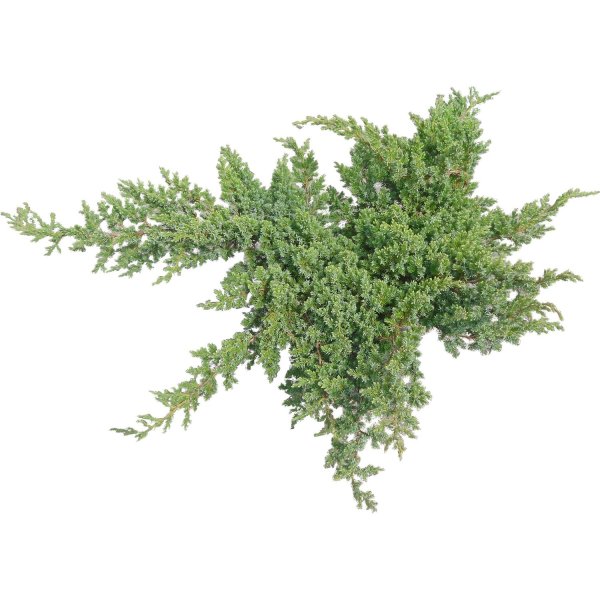 Можжевельник Блю Альпс