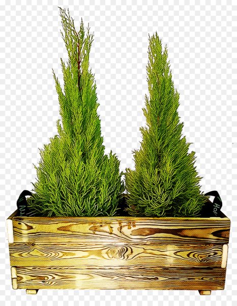 Декоративный можжевельник в горшке