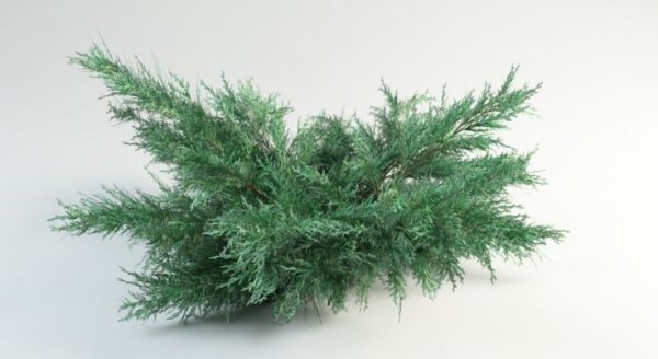 Можжевельник Макс