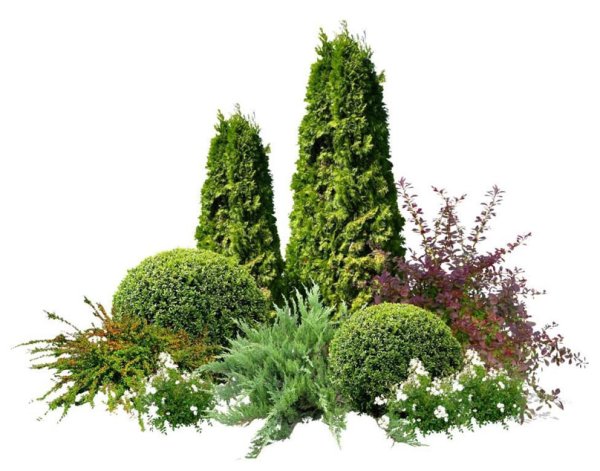 Туя Западная Смарагд в композиции