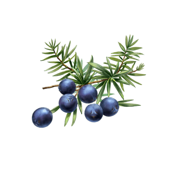Juniper Berry можжевельник