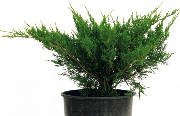 Можжевельник Mint Julep