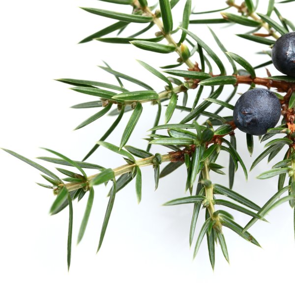 Можжевельник ягода АБИСОРГАНИК