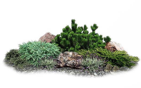 Сосна Горная Пумилио на клумбе