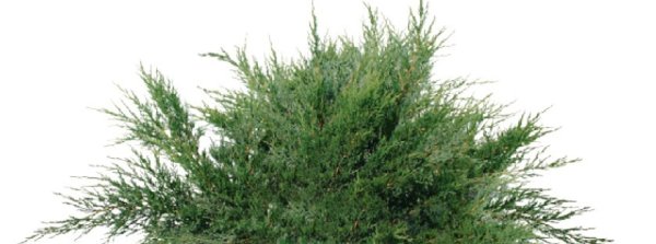 Можжевельник казацкий на белом фоне