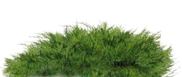 Можжевельник казацкий сверху