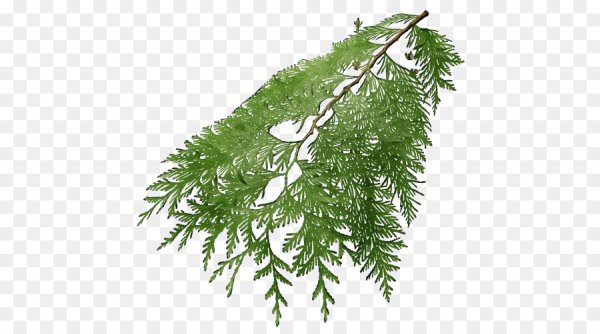 Кипарис Cupressus ветка