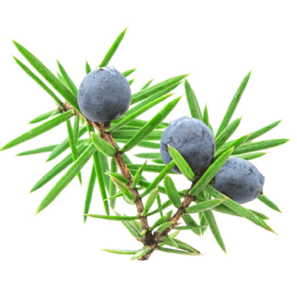 Можжевельник Берри