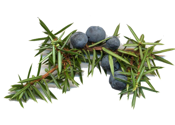 Можжевельник обыкновенный Вилседер Берг