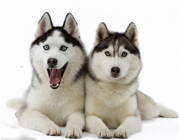 Западно Сибирская хаски