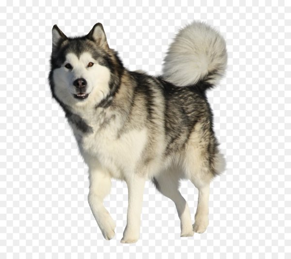 Акита Аляскинский маламут