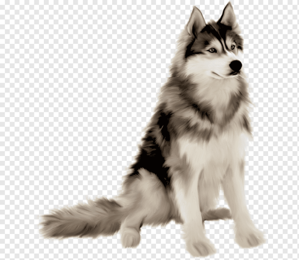 Аляскинский маламут на белом фоне