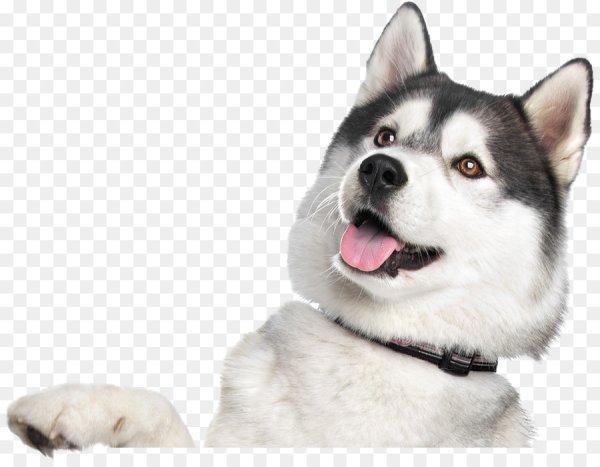 Хаски на белом фоне