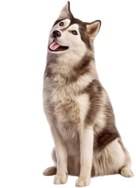 Хаски на прозрачном фоне