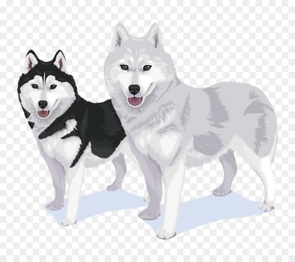 Аляскинский маламут вектор