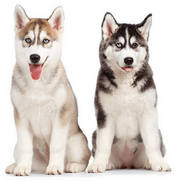 Хаски Волфбери