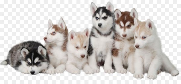 Хаски на белом фоне