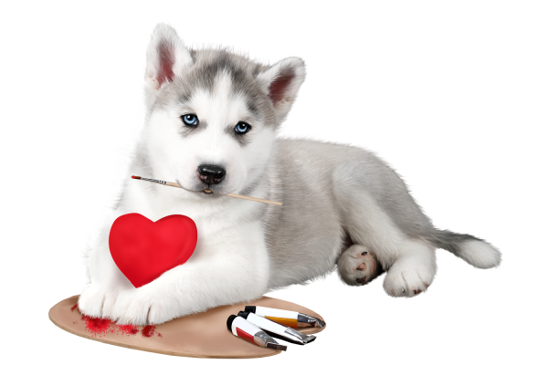 Собака хаски