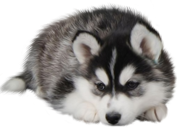 Щенок хаски на белом фоне