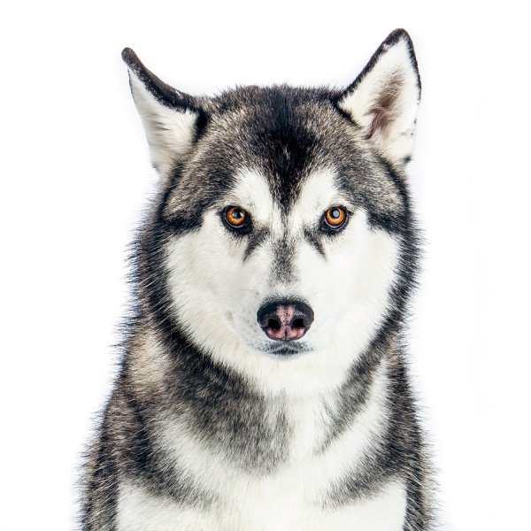 Siberian Husky Маск