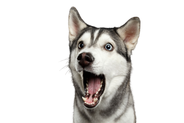 Хаски без фона