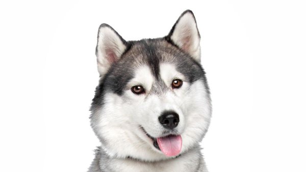 Белый хаски