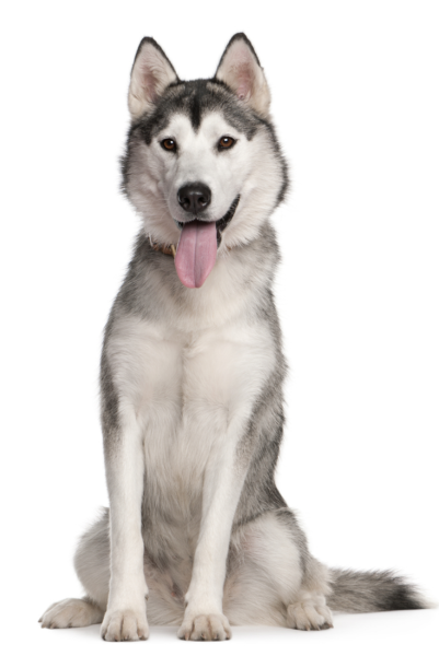 Хаски сидит