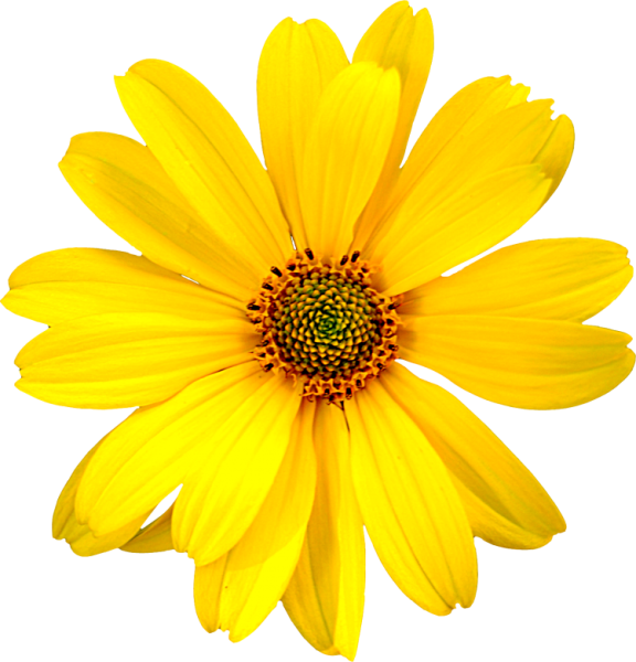 Цветочки на прозрачном фоне