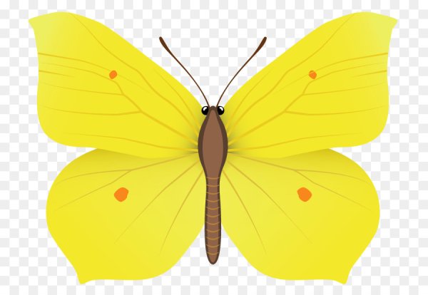 Жёлтая бабочка