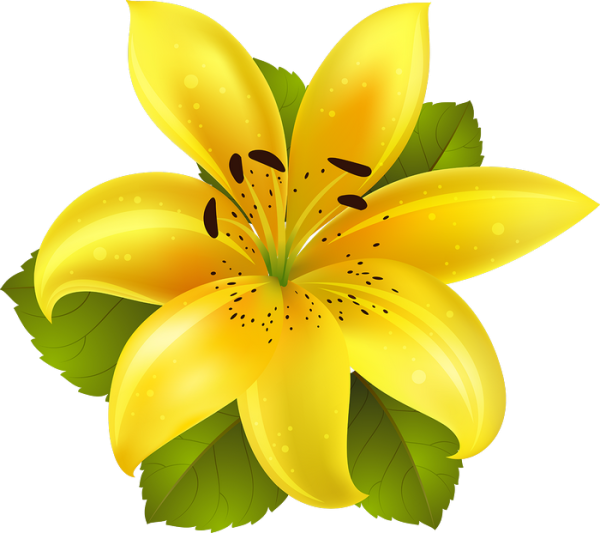 Цветы на прозрачном фоне