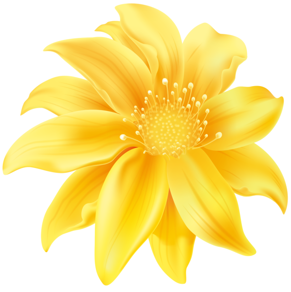 Желтые цветы на прозрачном фоне