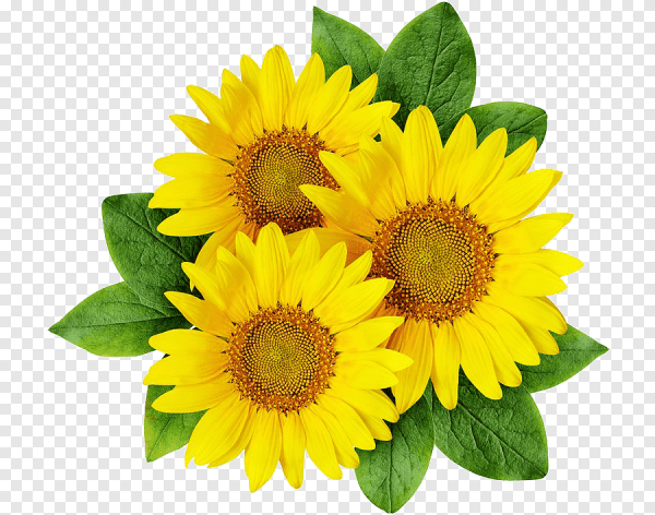 Подсолнух для детей