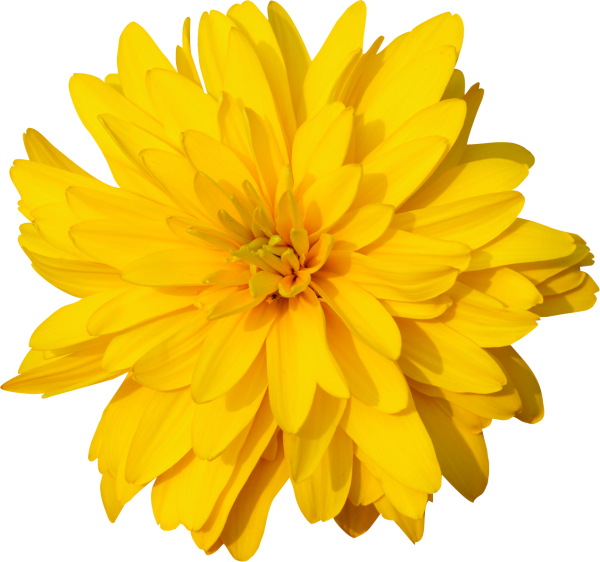 Желтые цветы на белом фоне