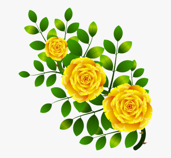 Желтые розы клипарт