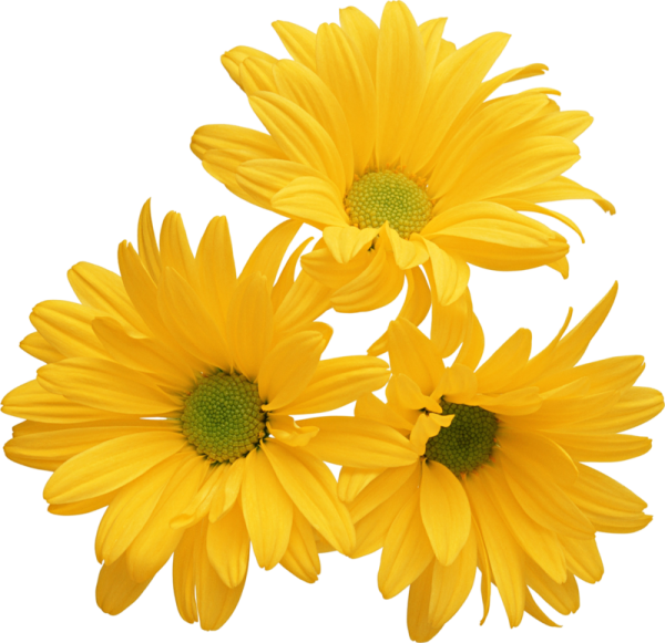 Желтые цветы на белом фоне