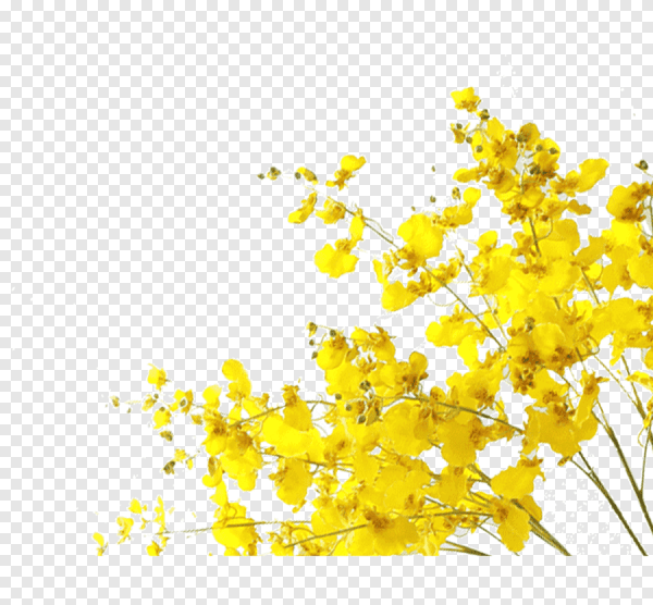 Маленькие желтые цветы вектор