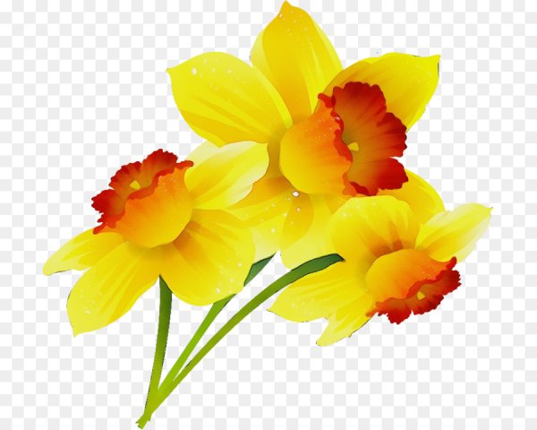 Цветы на прозрачном фоне