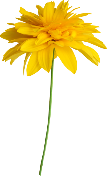 Жёлтый цветок