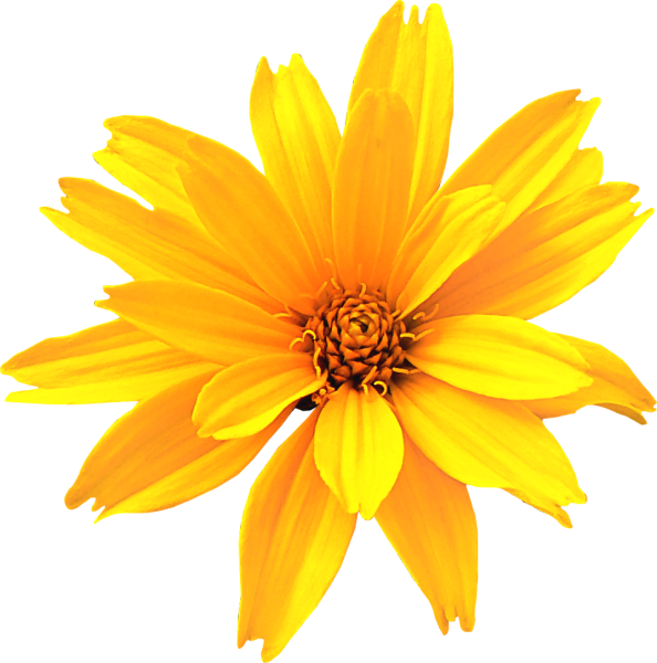 Желтые цветы на прозрачном фоне