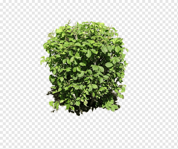 Зеленые кусты