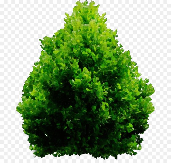 Куст на белом фоне