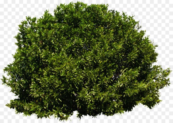 Куст Грин Гелату