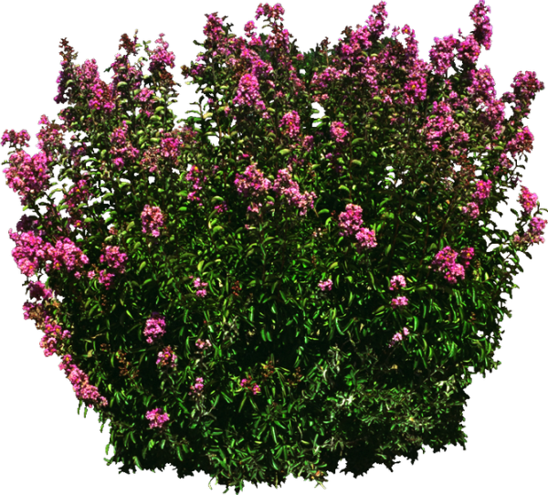 Цветочные кусты