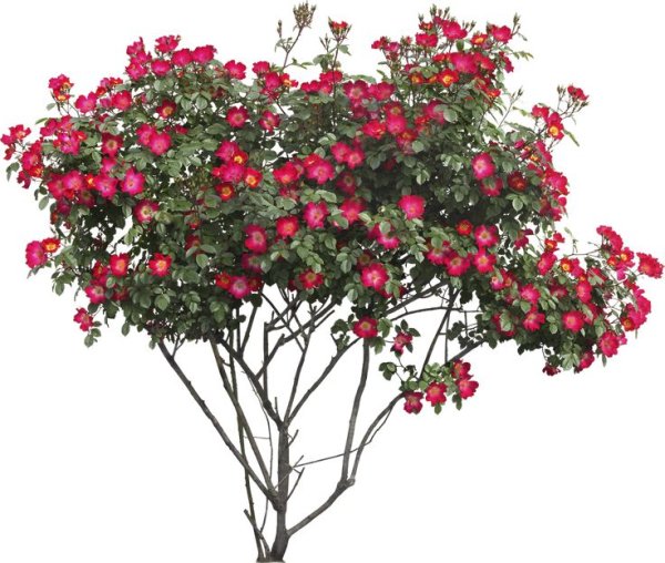 Куст на прозрачном фоне