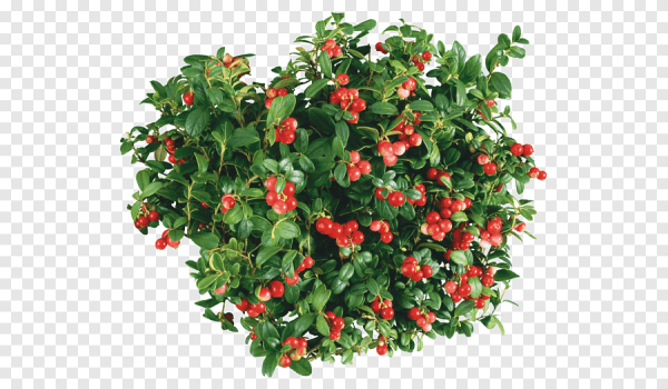 Куст малины,куст шиповника