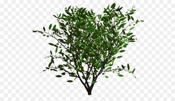 Кустарник на белом фоне