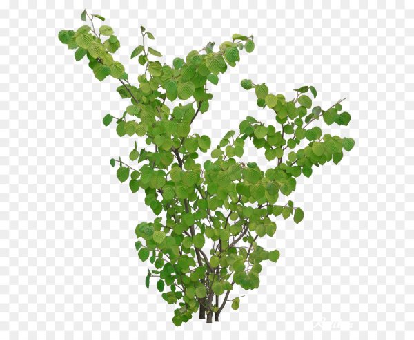 Лесной кустарник на прозрачном фоне